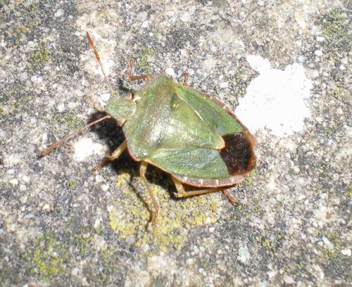 Palomena prasina?